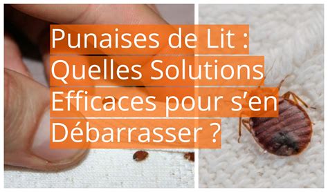 pinayse|Punaises de lit : que faire pour s'en débarrasser.